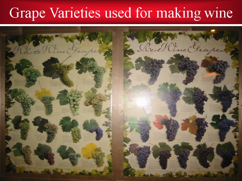 Grape Varieties used for making wine